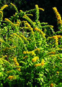 Solidago sphacelata 'Golden Fleece'               